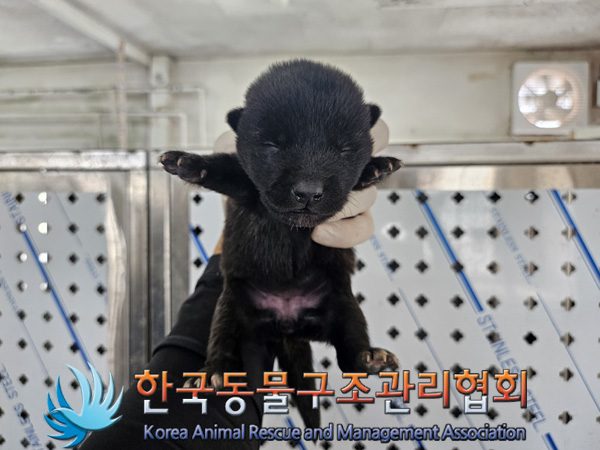 한국동물구조관리협회_441560202401340